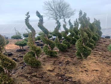 Photos by Evergreens Nursery Trees LLC #3