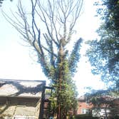 dead red oak