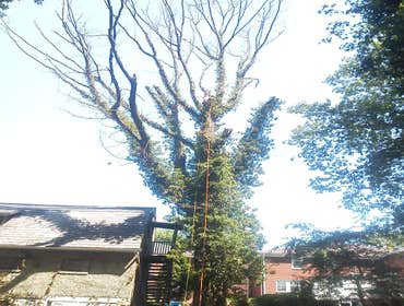 dead red oak