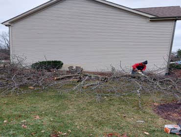 Photos by Alvarez Tree Expert- Tree Service- Tree Removal- (630) 201-8389 #1