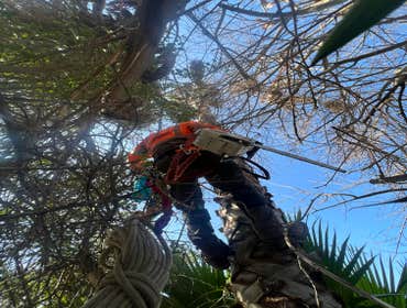 Photos by Trinity Tree Service #1