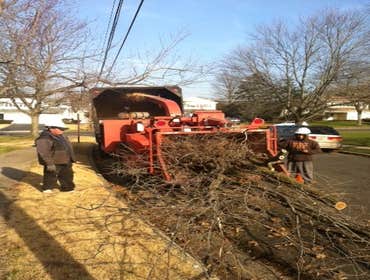 Photos by Genie Tree Services LLC #4