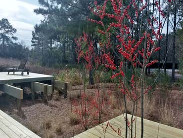 Projects and Plants This gallery shows a combination of projects and beautiful Native Plants. Projects that meet the requirements of a National Wildli