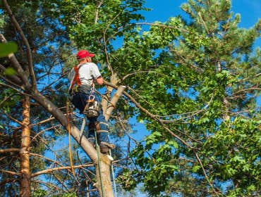 Photos by Burlington Tree Care & Removal Service #1