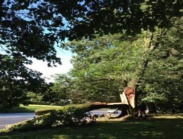 NW Tree Work Photos of Recent Jobs done 2016 High tree climbing work by an experienced ISA Certified Arborist. Technical tree removals, large tree prun