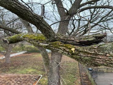 Photos by El Tule Tree Services LLC #15