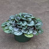 Photos by Bath Garden Center #1