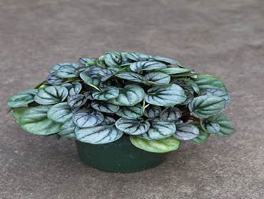 Photos by Bath Garden Center #1