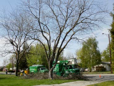 Photos by Artistic Treeworks #1