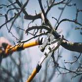 Photos by Nottingham Tree Surgeons #1