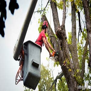 Walleye Capital of the World Tree Service