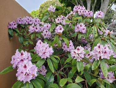 Photos by Tuyub Landscaping #30