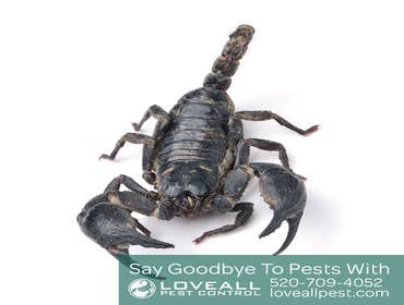 Termite-Pest Control Termite-Pest Control Service