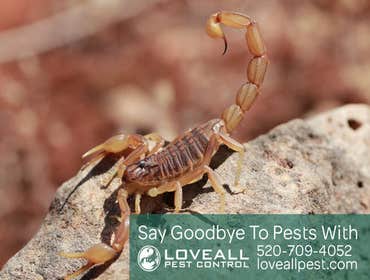 Termite-Pest Control Termite-Pest Control Service