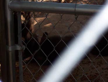 Nm Bear watch 9-23-11