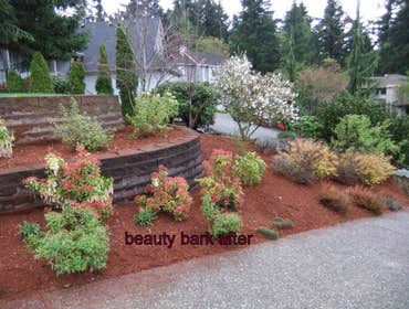 beauty bark after