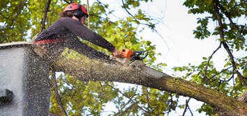 Photos by Chilltown Tree Service #1