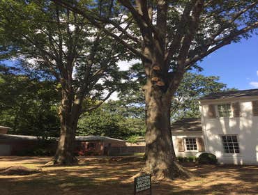 Photos by Upward Outdoor Tree Services #1