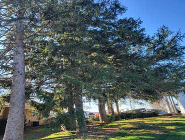 Photos by Hernandez Tree Services #4