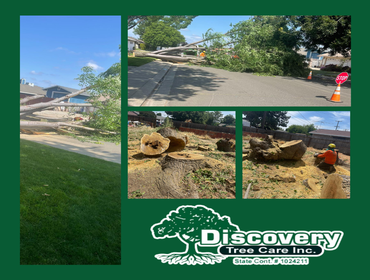 Photos by Discovery Tree Care, Inc #14