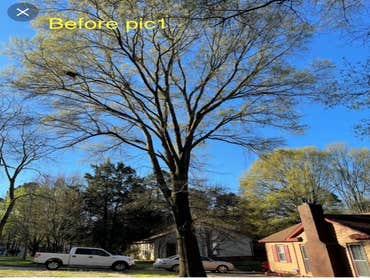 Before Tree Trim