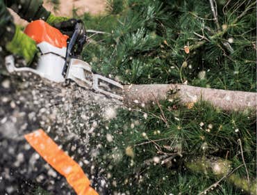 Photos by Ithaca Tree Service #1