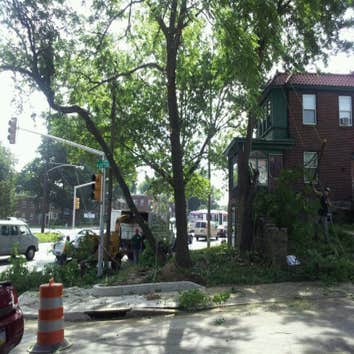 Cheltenham ave. NE Phila Clear 5 trees to clean up property and make room for a veterans home facility.