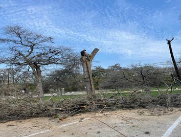 Photos by Tree Service Santos #3