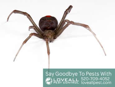 Termite-Pest Control Termite-Pest Control Service