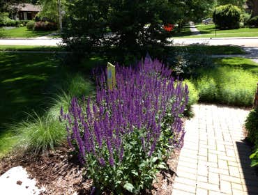 Dramatic color in May