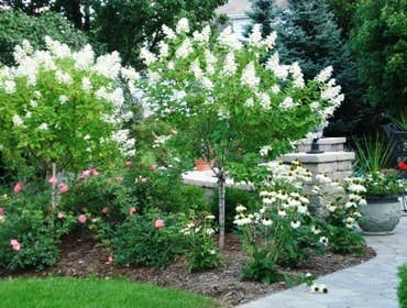 Long-blooming trees