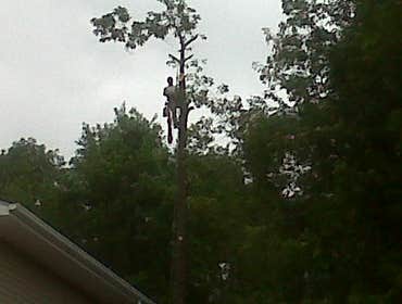 Project photos from Kendall Lawn And Garden Services Tree jobs in the Hazleton area