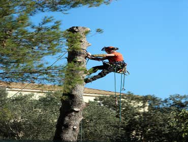 Photos by Pro Tree Service of Savannah #1