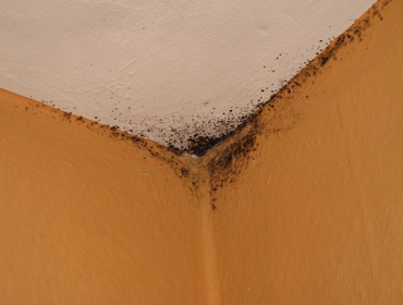 Photos by Preferred Choice Restoration LLC #1