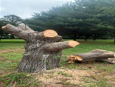 Tree Service