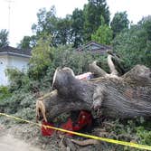 A Better Tree Service Photos Stump grinding, Pruning, Emergency tree service and Consulting.