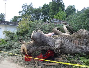 A Better Tree Service Photos Stump grinding, Pruning, Emergency tree service and Consulting.