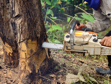 Photos by Burbank Tree Professionals #1