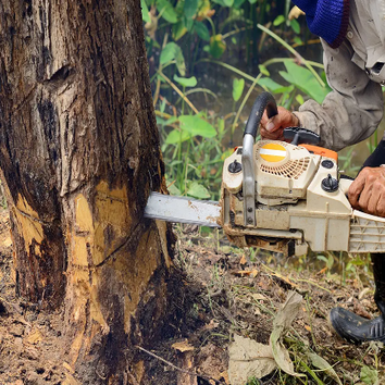 Photos by Burbank Tree Professionals #1