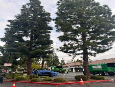 Photos by California Green Tree Care #1