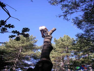 Photos by Estates Tree Service #1