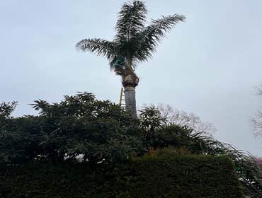 Photos by California Green Tree Care #1