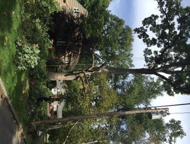 Pruning/thinning