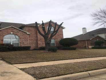 Photos by K-perez Tree Services #1
