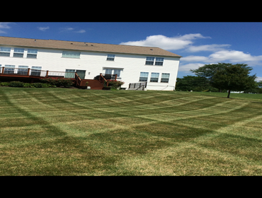 lawn Stripes