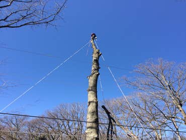 Photo(s) from Bonilla Tree Service Inc