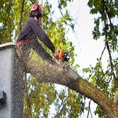 Photos by the Garden City Tree Service Co #1