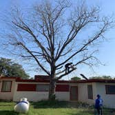 Photos by D.A. Martinez Tree Service #4