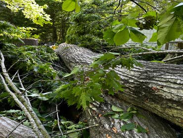 Flores Tree Services General & Landscaping
