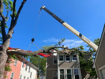 Photos by ALX Tree Services LLC #1